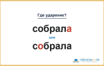 «СобралА» или «сОбрала» — куда падает ударение?
